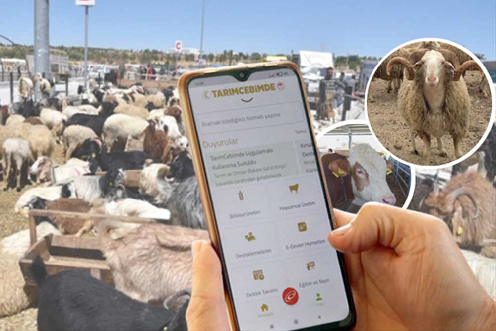 Satışa Sunulan Kurbanlıkların Bilgileri, ‘Tarımcebimde' Mobil Uygulaması Üzerinden Sorgulanabiliyor 1 Satışa Sunulan Kurbanlıkların Bilgileri, ‘Tarımcebimde’ Mobil Uygulaması Üzerinden Sorgulanabiliyor