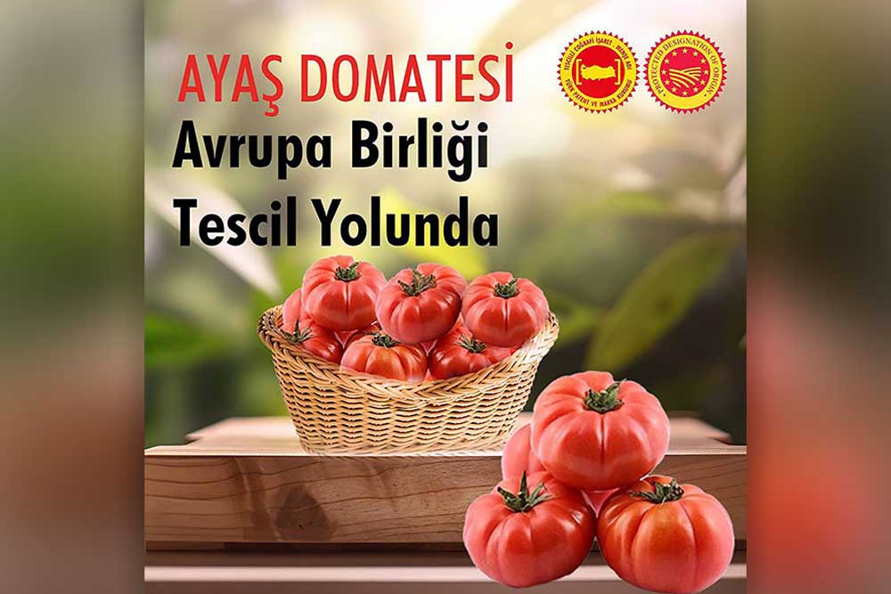 AYAŞ YOLLARINI AŞTI, AVRUPA’YA ULAŞTI 1 AYAŞ YOLLARINI AŞTI, AVRUPA’YA ULAŞTI