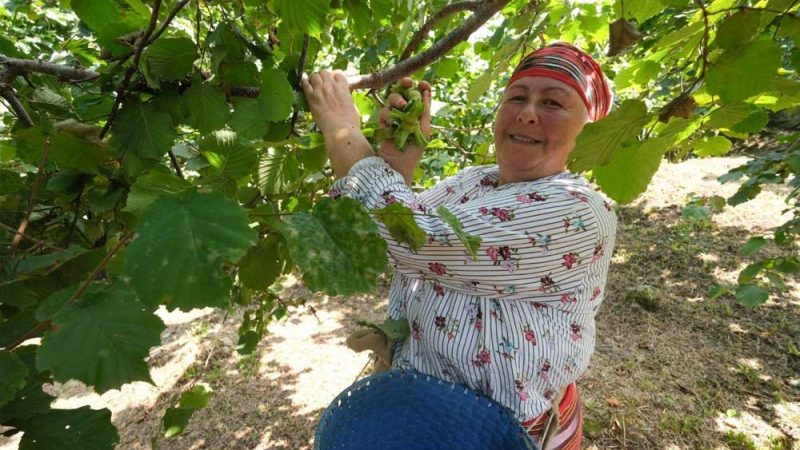 “Fındık Hasat Şenliği” Başlıyor