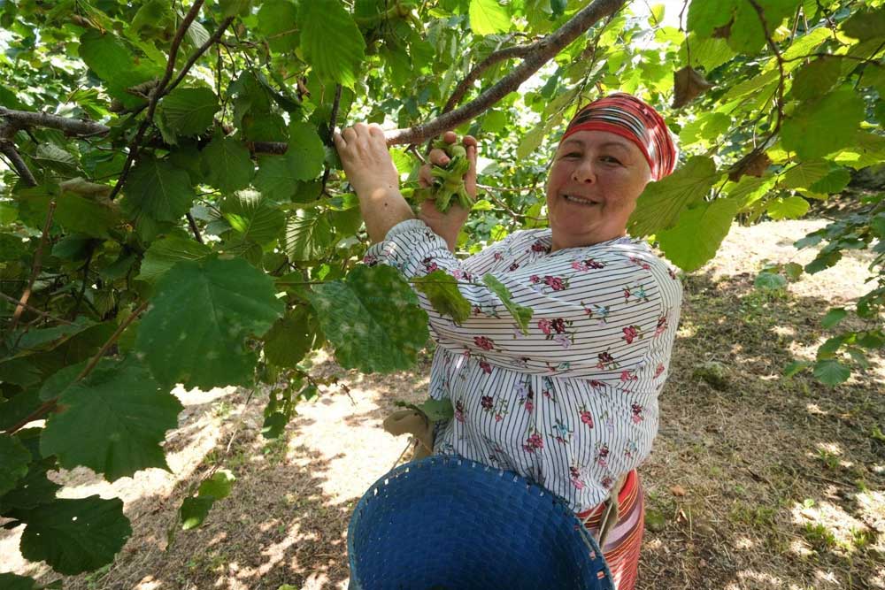 giresun belediyesi bu yil da findik hasat senligi gelenegini surduruyor2